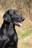 Štěňata flat coated retriever