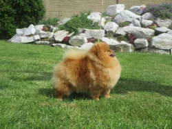 Pomeranian