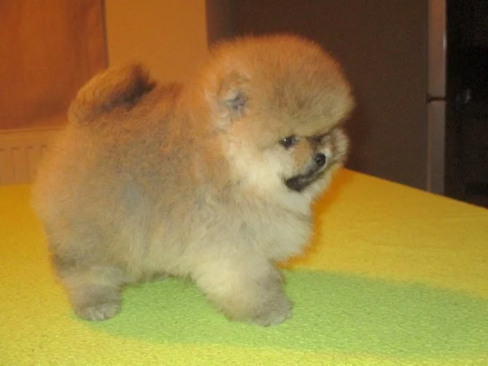 Pomeranian