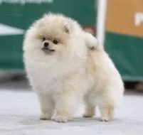 Pomeranian