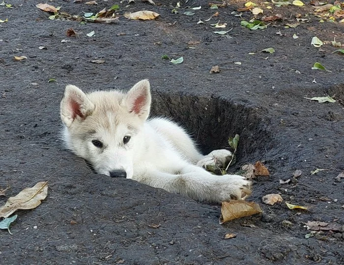 Sibiřský husky- štěně s PP