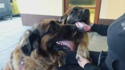 Leonberger nádherná štěňata