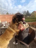 Leonberger nádherná štěňata