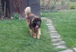 Leonberger nádherná štěňata