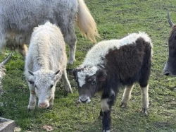 Jak domácí (tibetský skot - Bos grunniens)