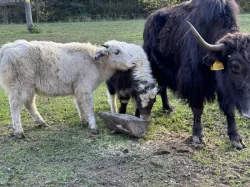 Jak domácí (tibetský skot - Bos grunniens)