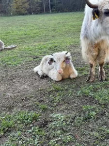 Jak domácí (tibetský skot - Bos grunniens)