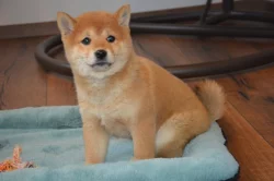 Shiba inu - fenka s průkazem původu