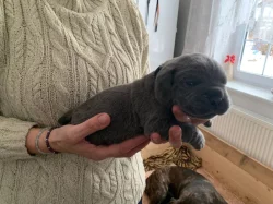 Cane Corso