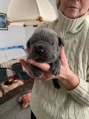 Cane Corso