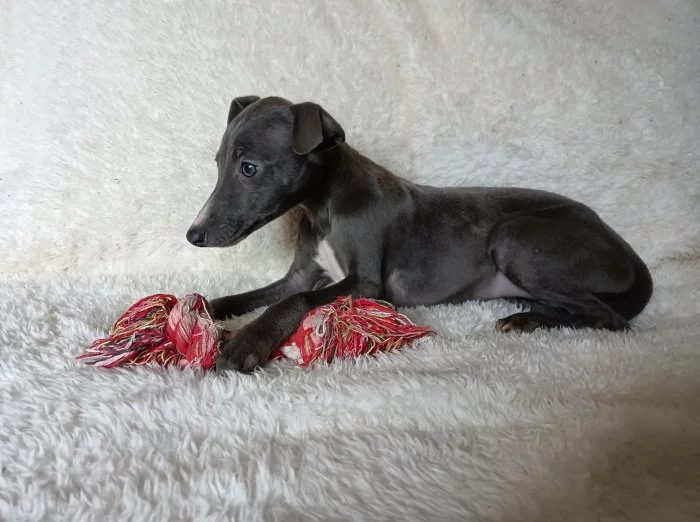 Whippet /Vipet/ - fenka bez pp