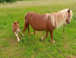 Pony kobylka