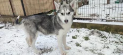 Sibiřský husky