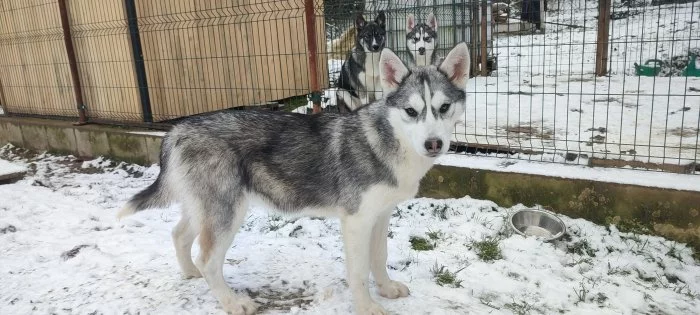 Sibiřský husky