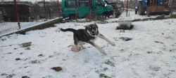 Sibiřský husky