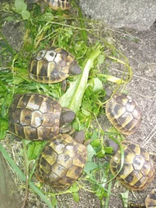 Želva zelenavá (Testudo hermanni)