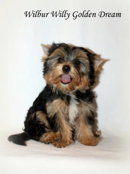 barevný jorkšírský teriér - Yorkshire Terrier