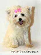 barevný jorkšírský teriér - Yorkshire Terrier