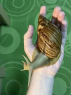 Oblovka síťkovaná (Lissachatina reticulata) 🐌