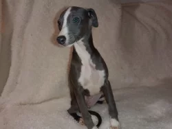 Whippet /Vipet/ - fenka bez pp