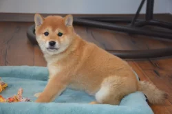 Shiba inu s průkazem původu