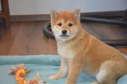 Shiba inu s průkazem původu