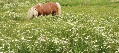 Pony schetland