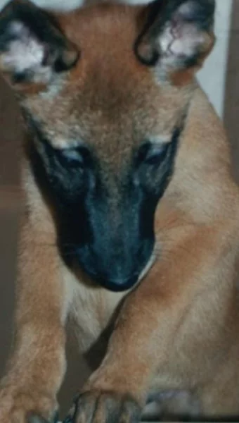 Belgický ovčák x malinois