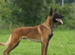 Belgický ovčák x malinois