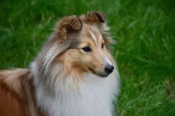 Sheltie - štěňata s PP