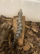 Tiliqua scincoides scincoides - Tylikva australská