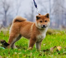 Shiba