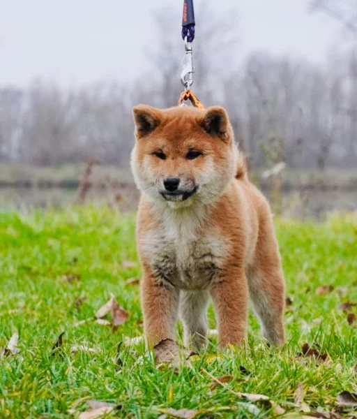 Shiba