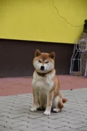 Shiba