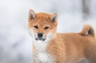 Shiba