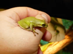 Rosnička karolínská (Hyla cinerea)