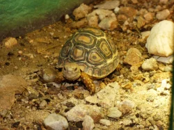 Želva pardálí (Stigmochelys pardalis)