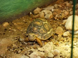 Želva pardálí (Stigmochelys pardalis)