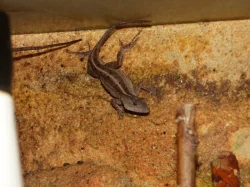 Anolis šedý (Anolis sagrei) 1,1