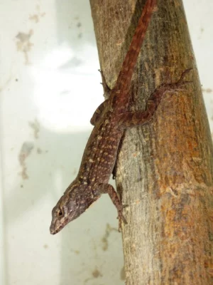 Anolis šedý (Anolis sagrei) 1,1