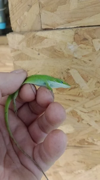 Anolis rudokrký (Anolis carolinensis) 1,1