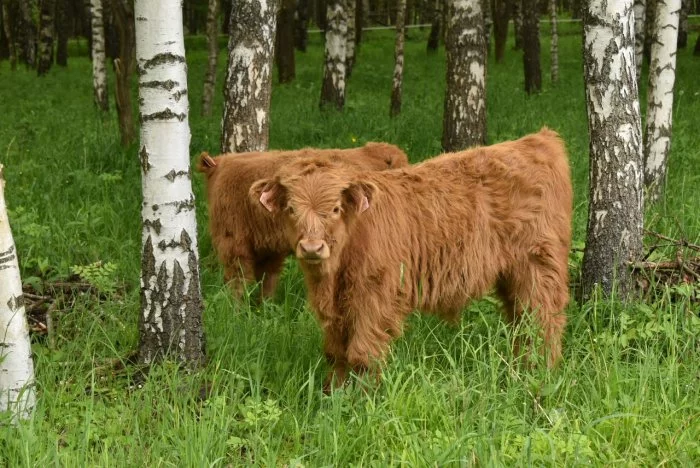 Prodám býčky Highland-Skotský náhorní skot, loňské, nebo letošní,