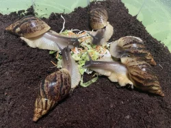 Oblovka síťkovaná (Lissachatina reticulata) 🐌