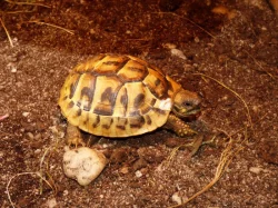 Želva zelenavá (Testudo hermanni)