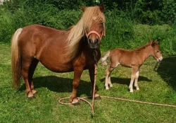 Pony kobylka