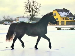 V dubnu 3 léta klisna