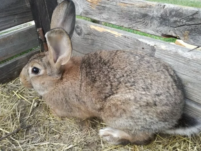 Nabízím mladé samice vhodné k chovu