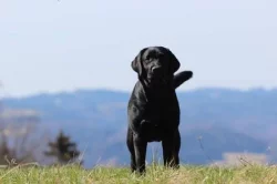 Labradorský retrívr - černá štěňátka s PP