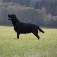 Labradorský retrívr - černá štěňátka s PP