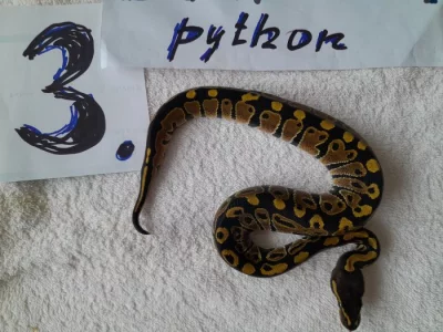 Python regius -krajta královská